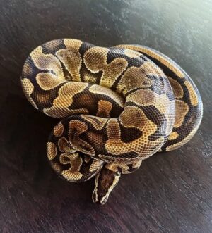Enchi het Clown