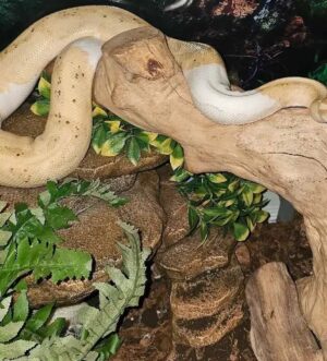 Male Banana Pied Ball Python