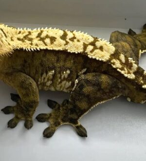 Crested Gecko