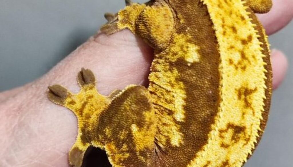 22.1 Trio of crested geckos 2 females 1 male