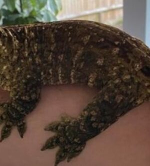 Male GT fredlie leachianus