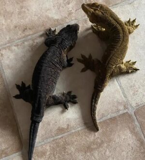 Breeding Pair of Mel Yate leachianus geckos
