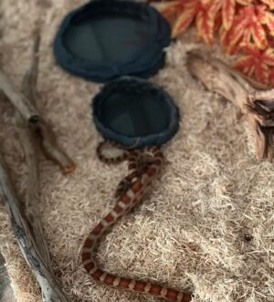 Corn snake