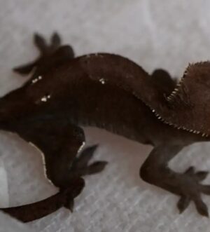 Visual Axanthic Female Crested Gecko