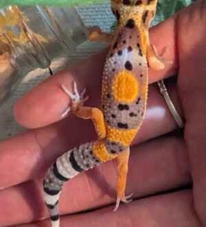 Black Night Tangerine Leopard Gecko