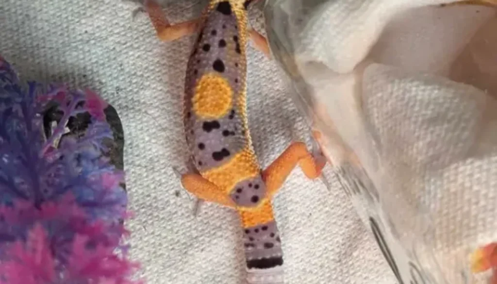 32. Black Night Tangerine Leopard Gecko