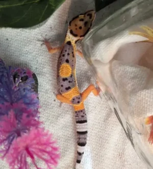 Black Night Tangerine Leopard Gecko