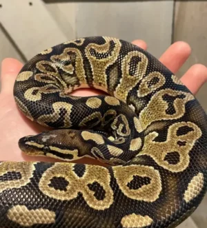 Male RTB Special Het Pied 50% Het Monsoon