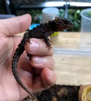 Red-eyed crocodile skinks (Tribolonotus gracilis) Captive bred
