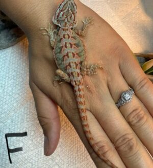 Bearded Dragon Babies