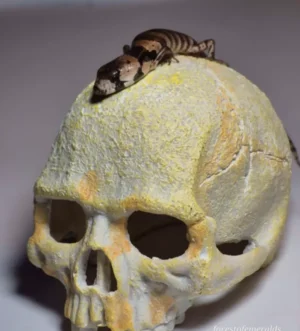 CBB PINK TONGUE SKINKS! - Herbs and Herps