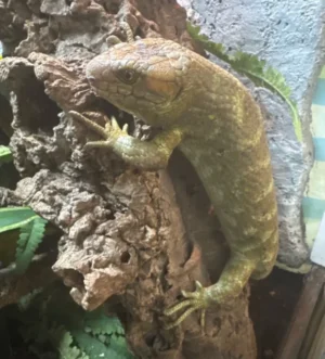 Male monkey tail skink