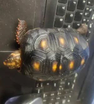 Red Foot tortoises with free enclosure-