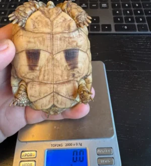 Egyptian Tortoise (Testudo kleinmanni) - Male - FS