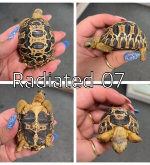 Radiated Tortoises At Urban Exotics