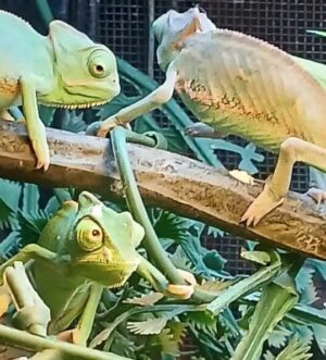 Beautiful Baby Veiled chameleons