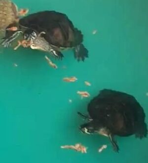 Three Yellowbelly slider Turtles for sale