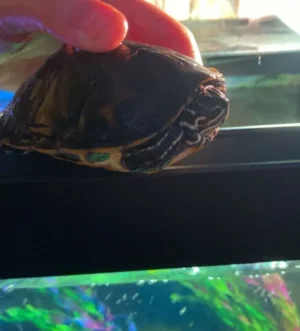 Turtles with 4ft tank and all equipment