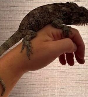 Cuban False Chameleon