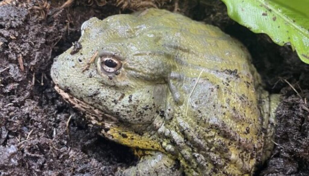 95.1 Baby Giant African Bullfrogs